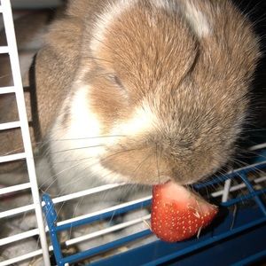 Meet your Posher, Sam